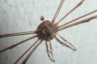 Dicranopalpus ramosus