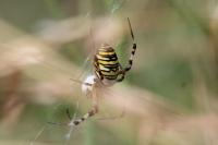 Argiope bruennichi