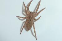 Zoropsis spinimana