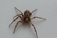 Philodromus