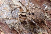 Zoropsis spinimana
