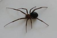 Steatoda grossa
