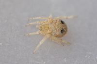 Araneus