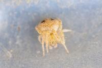 Araneus