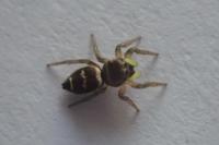 Heliophanus