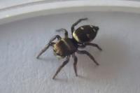 Heliophanus