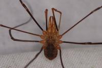 Phalangium opilio