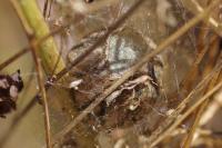 Argiope bruennichi