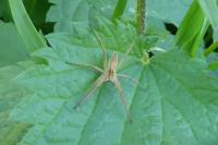 Pisaura mirabilis