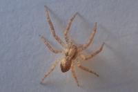 Philodromus