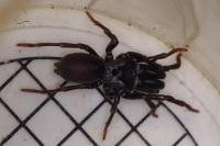 Atypus