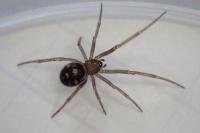 Steatoda grossa