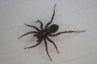Pardosa