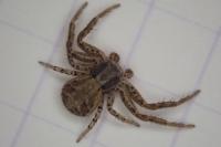 Xysticus