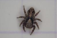 Pseudeuophrys