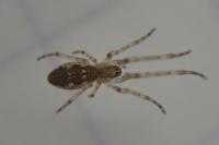 Tetragnatha