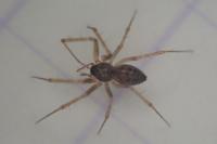 Lepthyphantes