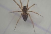 Lepthyphantes