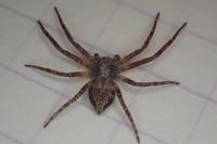 Philodromus