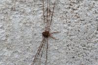 Dicranopalpus ramosus