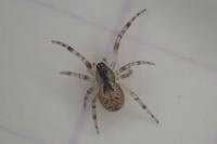 Anelosimus