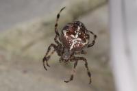 Araneus diadematus