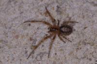 Zygiella x-notata