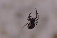 Nuctenea umbratica