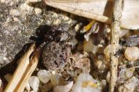 Pseudeuophrys erratica