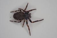 Nuctenea umbratica