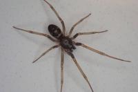 Steatoda grossa
