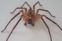 Zoropsis spinimana