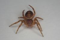 Araniella