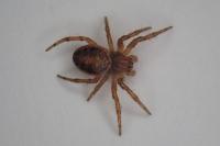 Araniella