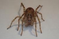 Anyphaena accentuata