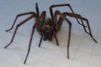 Eratigena