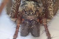 Eratigena
