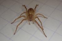Anyphaena accentuata