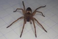 Drassodes