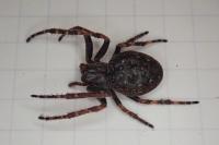 Nuctenea umbratica