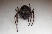 Nuctenea umbratica