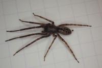 Segestria bavarica