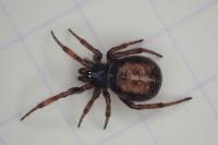 Steatoda bipunctata