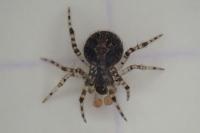 Theridion