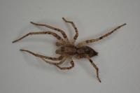 Anyphaena accentuata