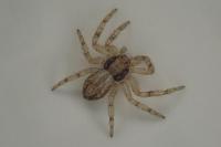 Philodromus