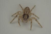 Philodromus