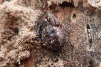 Nuctenea umbratica