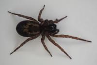 Amaurobius