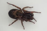 Amaurobius